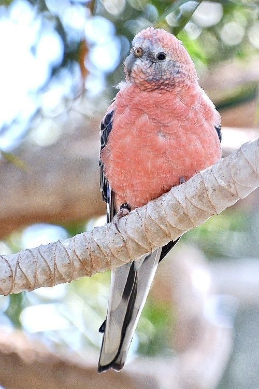  Bourke's Parakeet(parrot) Ki Dunia