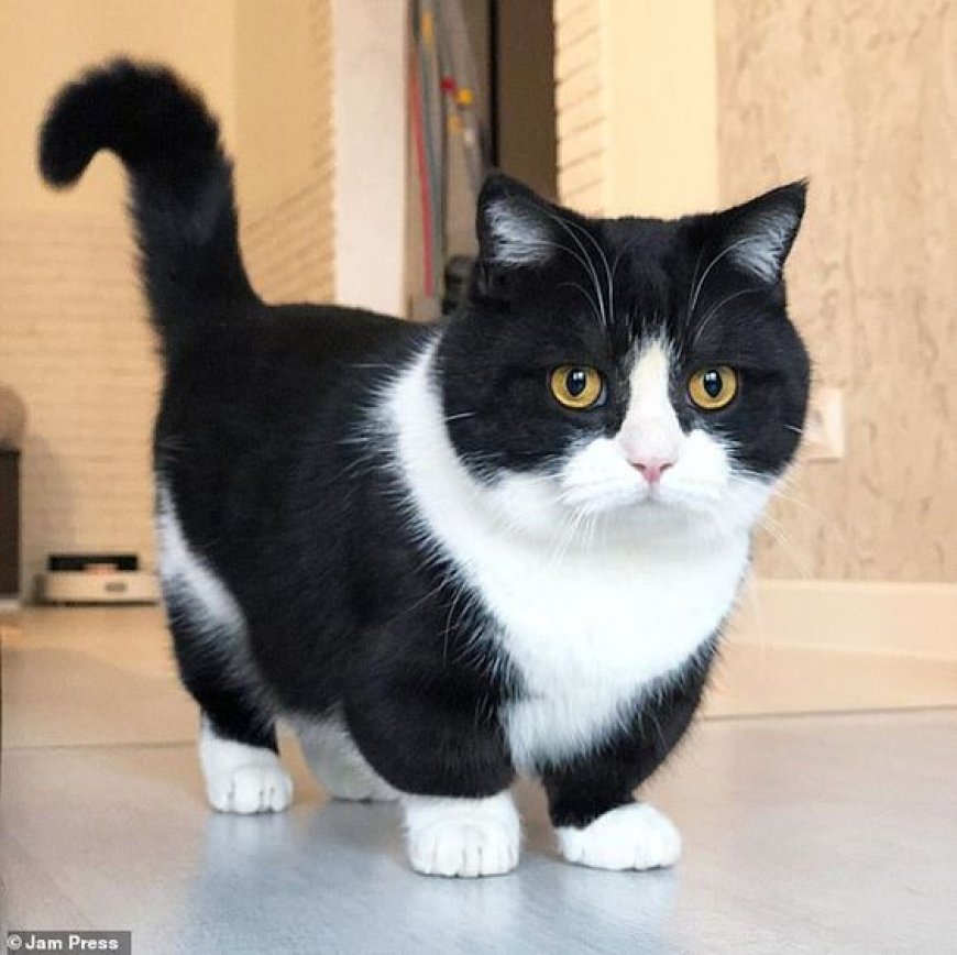 Munchkin Cat breed Information