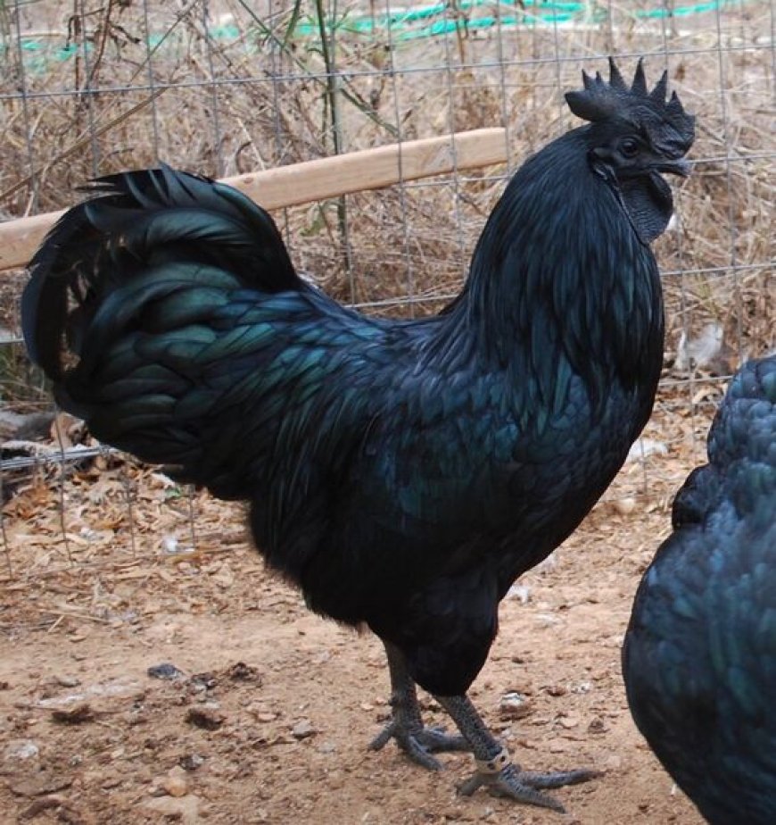 Ayam Cemani (Black Chicken) Ki Dunia