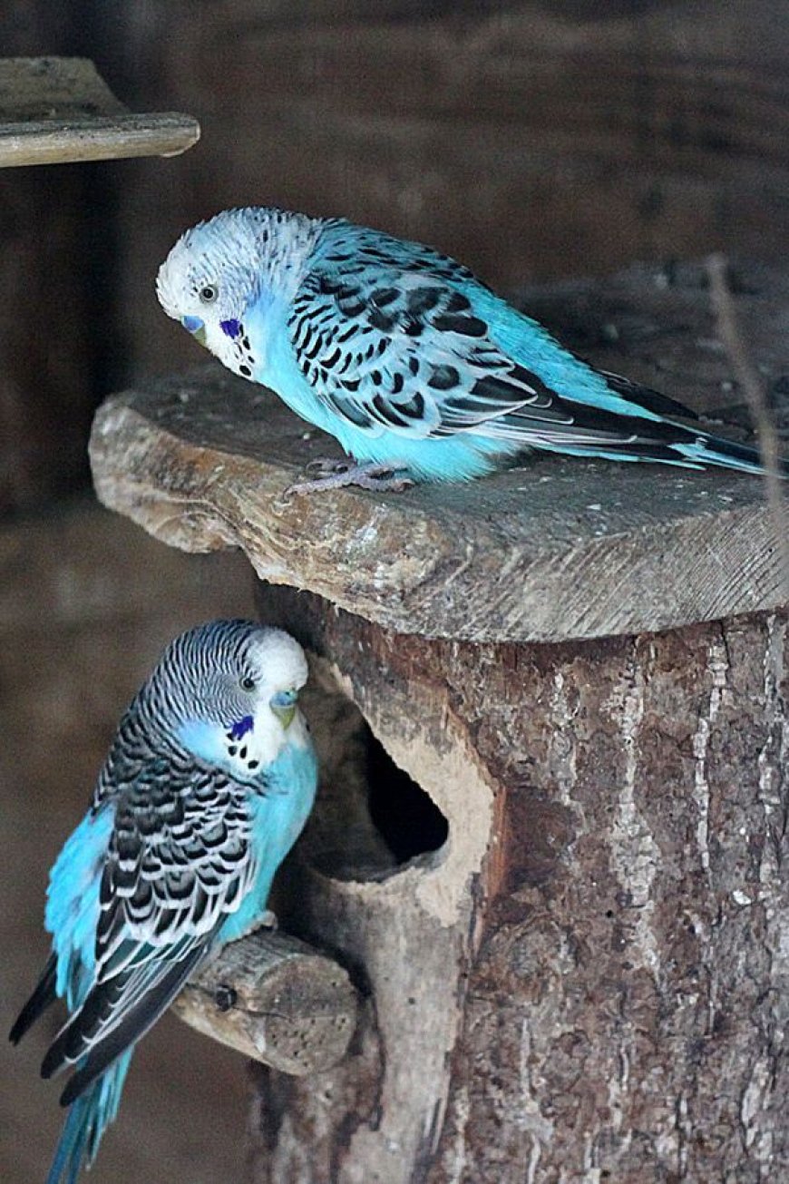 Budgies Ki Types Aur Price In Pakistan 