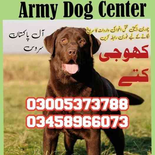 Army Dog Center