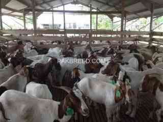 imported-pure-breed-boer-and-sanaan-goats-for-sale