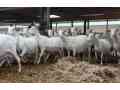 imported-pure-breed-boer-and-sanaan-goats-for-sale-small-0