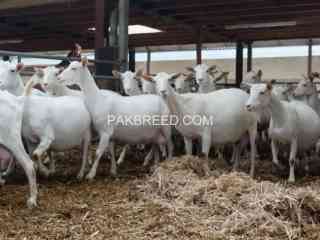 imported-pure-breed-boer-and-sanaan-goats-for-sale