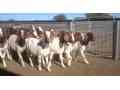 imported-pure-breed-boer-and-sanaan-goats-for-sale-small-0