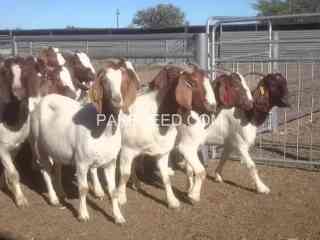 imported-pure-breed-boer-and-sanaan-goats-for-sale