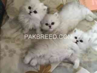 persian-kittens