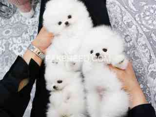 pomeranian-puppies