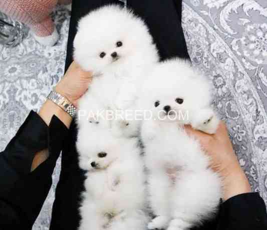 pomeranian-puppies-big-0