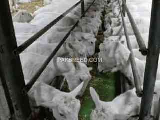 imported-pure-breed-boer-and-sanaan-goats-for-sale