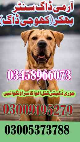 army-dogs-in-lahore-pakistan-big-0