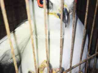 black-winged-kite