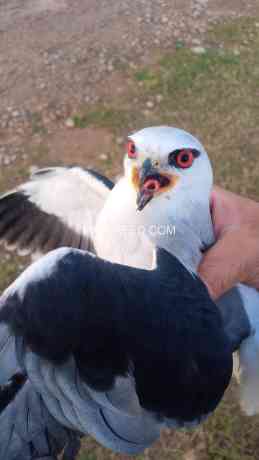 black-winged-kite-big-1