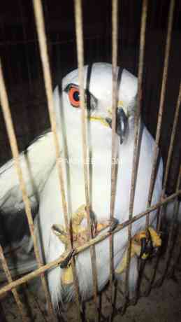 black-winged-kite-big-0