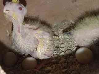 love-birds-and-cocktail-breeder-pairs-with-chicks