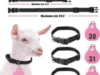 ear-tags-zee-tags-neck-hanging-collars