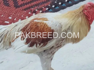 aseel-murgha-special-piece-top-breed