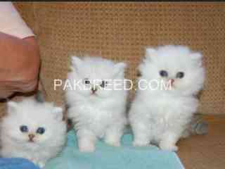 persian-kittens