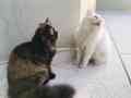 pair-of-persian-cats-triple-coat-looking-for-new-home-urgent-small-0