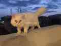 pair-of-persian-cats-triple-coat-looking-for-new-home-urgent-small-4