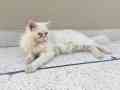 pair-of-persian-cats-triple-coat-looking-for-new-home-urgent-small-3