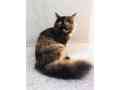 pair-of-persian-cats-triple-coat-looking-for-new-home-urgent-small-2