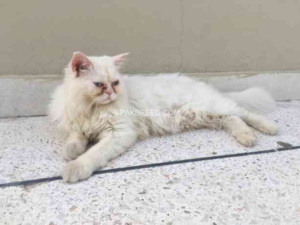 pair-of-persian-cats-triple-coat-looking-for-new-home-urgent-big-3