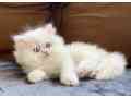 persian-kittens-small-0