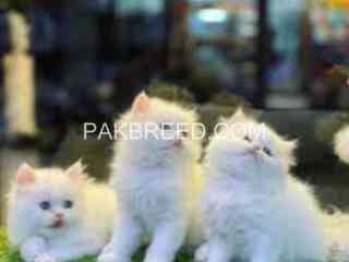 persian-kittens