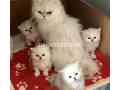 persian-kittens-small-0