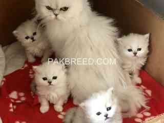 persian-kittens