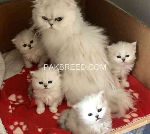 persian-kittens-big-0