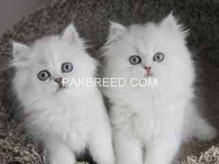 persian-kittens