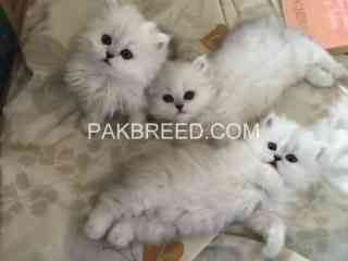 persian-kittens