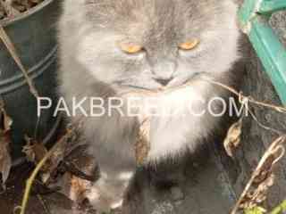 cats-for-sale-in-islamabad-and-rawalpindi