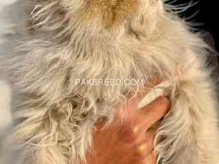 triple-coat-persian-cat-male-for-sale