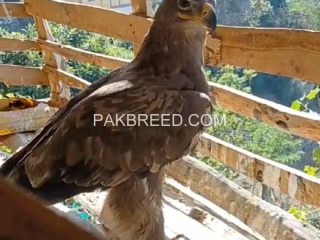 eagle-for-sale-cheap-price-urgent-contact-me