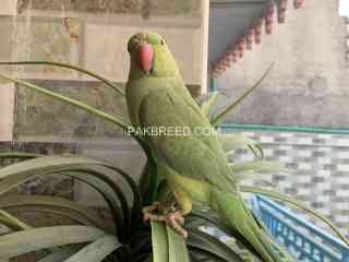 talking-hand-tame-ringneck-parrot