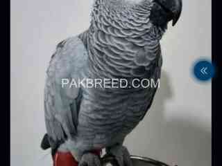 african-grey-parrot-for-sale-whatsapp