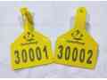 ear-tags-small-2