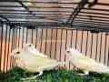 lutino-gouldian-finches-chicks-available-small-0