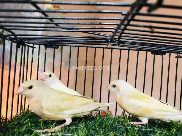 lutino-gouldian-finches-chicks-available-big-0