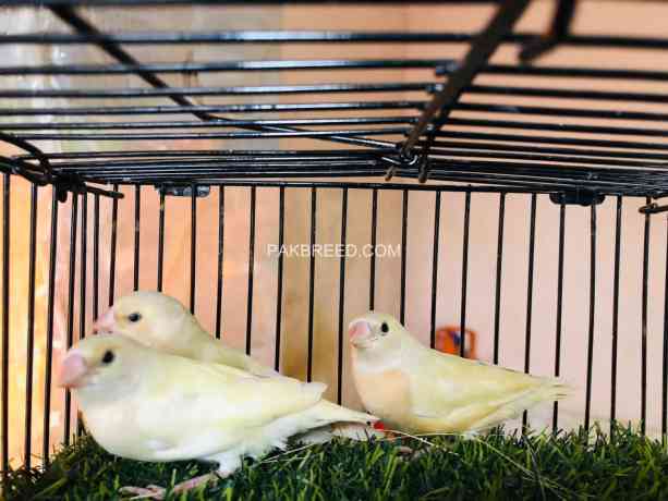 lutino-gouldian-finches-chicks-available-big-1