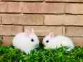 hotot-dwarf-punch-face-pair-indonesia-import-small-0