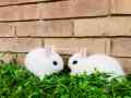 hotot-dwarf-punch-face-pair-indonesia-import-small-3