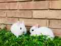 hotot-dwarf-punch-face-pair-indonesia-import-small-1