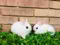 hotot-dwarf-punch-face-pair-indonesia-import-small-2