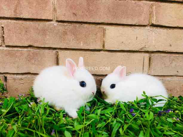 hotot-dwarf-punch-face-pair-indonesia-import-big-2