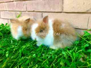 teady-bear-dwarf-imported-bunnies-pair-available