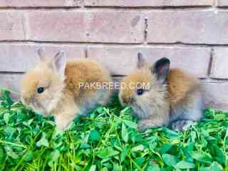 loin-head-dwarf-imported-bunnies-pair